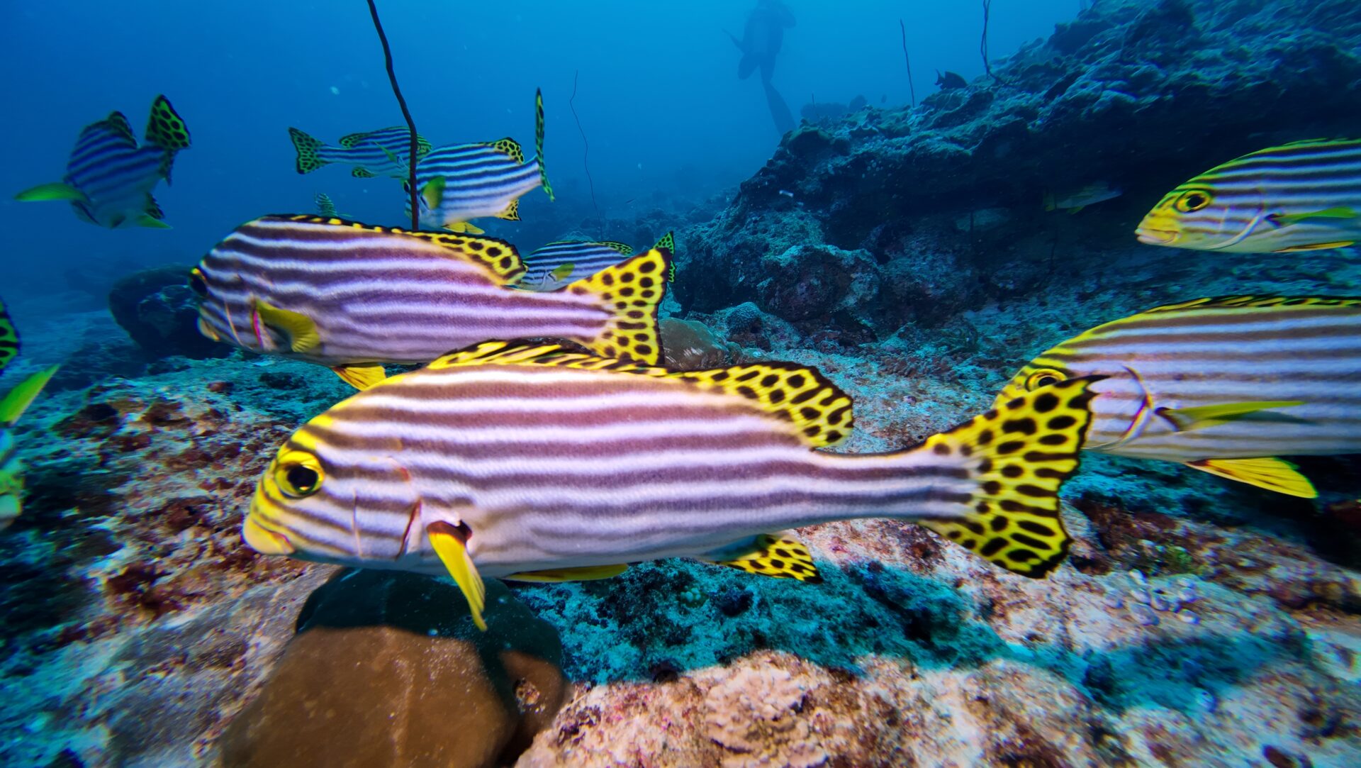 Safari Malediwy-trasa centralna listopad 2024