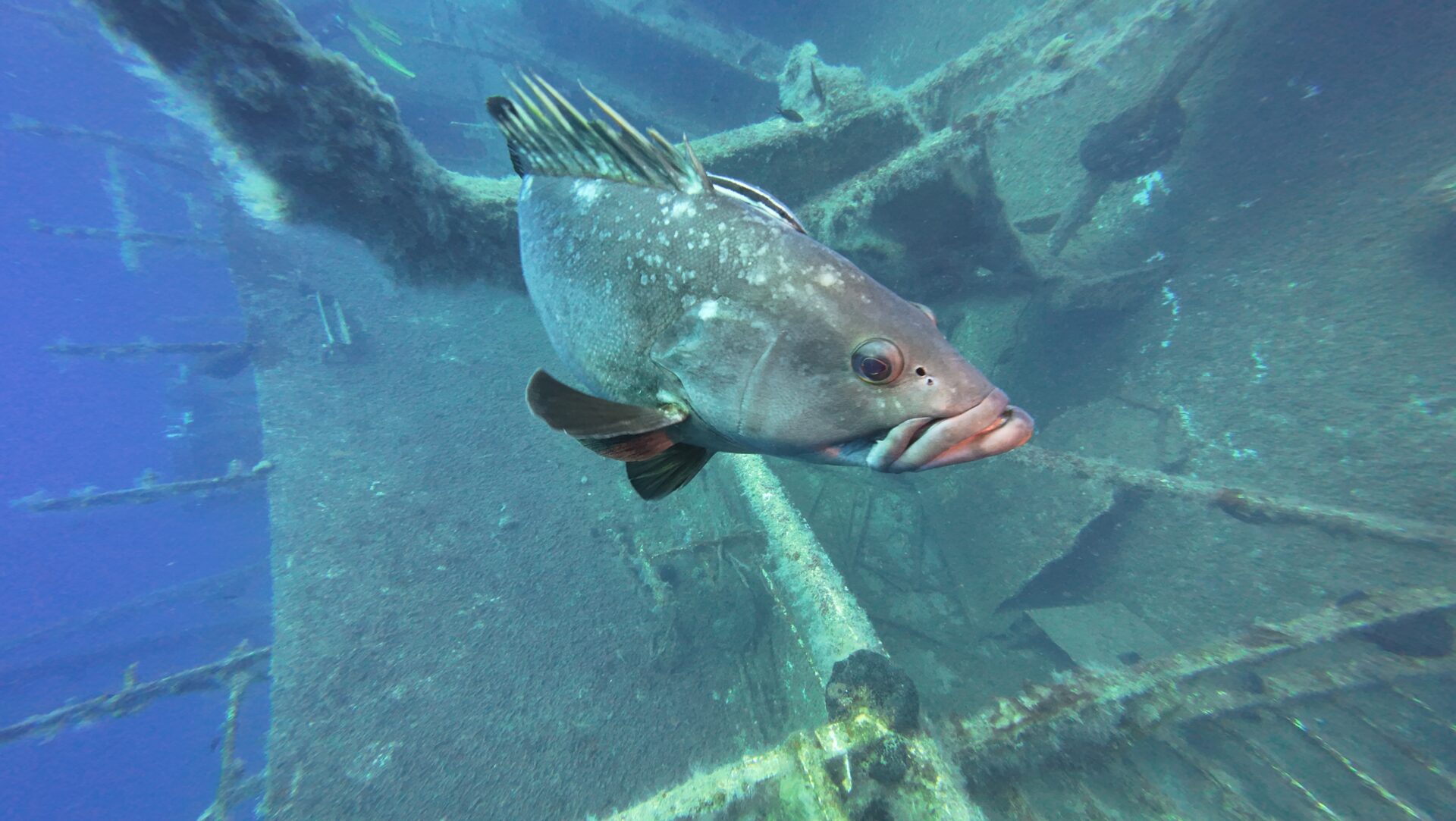 Cypr – Zenobia Czerwiec 2025